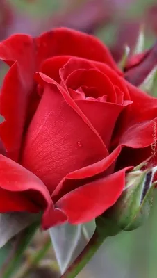 Притча \"Самые красивые розы\" — Ольга Андреева на TenChat.ru
