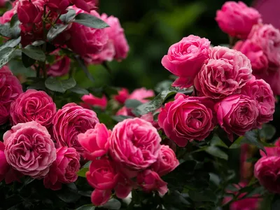 Топ 10 волшебных саженцев роз | магазин Агро Бреза