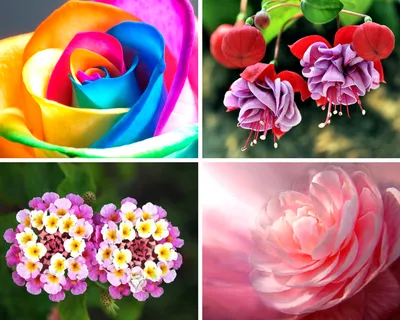 Самые красивые садовые розы 2023 | АМИНОСИЛ - витамины для растений | Дзен