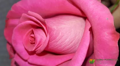 TОП-8: Самые красивые цветы в мире | ВКонтакте