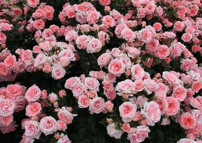 Самые красивые цветы в мире: Фото и описание | Красивые цветы, Цветы, Розы
