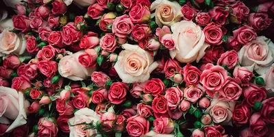 Мои самые необычные и красивые розы | Ксения Rosebushes | Дзен