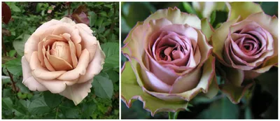 Самые красивые розы в мире | Садоводство