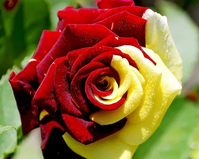 Самые красивые цветы в мире фото розы: фото, изображения и картинки