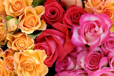 Самые необычные розы в мире - 69 фото