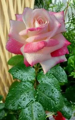 Перечень ароматных роз для сада от Agro-Market