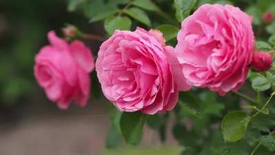 Самые красивые розы - 79 фото