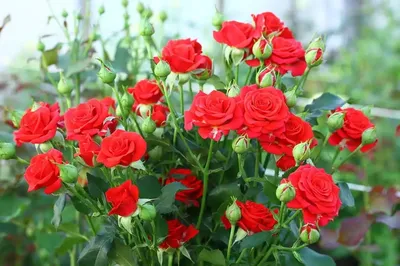 Купить недорого 151 розу - Радужный мир с доставкой по Днепру |  Интернет-магазин Royal-Flowers