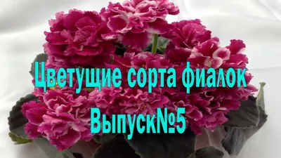 Красивые сорта фиалок(Выпуск№5) - YouTube