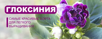 Сортовые фиалки Humako inches, Honeysakle Rose и другие сорта стандартных,  миниатюрных фиалок и трейлеров. | Fialki.ru