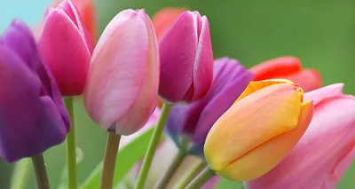 Самые красивые тюльпаны фото фотографии