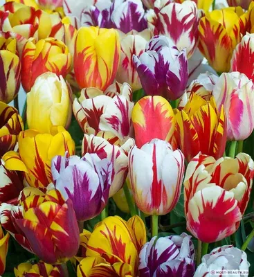 Самые красивые тюльпаны в мире фото фотографии