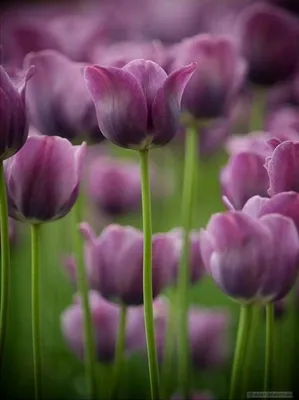Самые красивые тюльпаны в мире: сорта и много ФОТО | Amazing flowers,  Purple tulips, Tulips