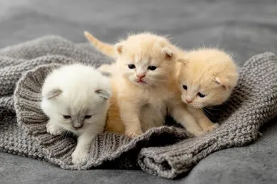 Крошечные кошки на фотографиях в формате jpg