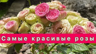 Красота во всем: розы – самые красивые цветы» — создано в Шедевруме