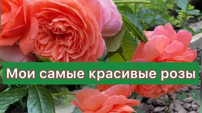 Купить свежие цветы в интернет-магазине flowersmagic.by - выгодные цены и  круглосуточная доставка - Доставка роз в Гомеле: самые красивые букеты