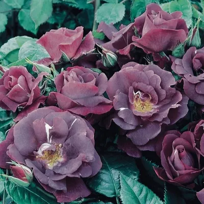Самые необычные розы фото фотографии