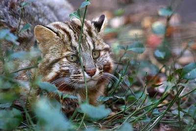 Фотографии самых опасных кошек: скачивайте бесплатно и без регистрации