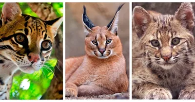 Выберите размер и формат для скачивания фото самых опасных кошек