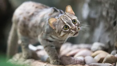 Фотографии самых опасных кошек: загадочная красота на ладони