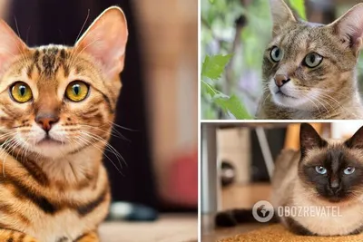 Фото самых опасных кошек в формате webp для фоновых изображений
