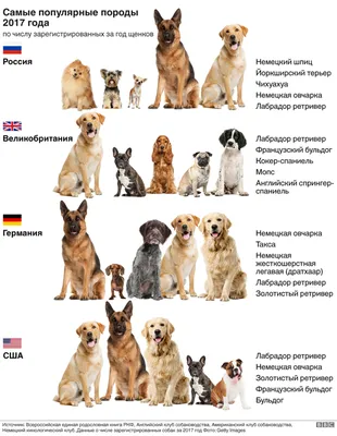 Как менялись самые популярные породы собак в России