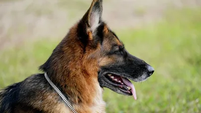 Названы самые популярные породы собак - k-9.ru