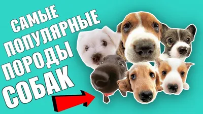 Самые популярные породы собак