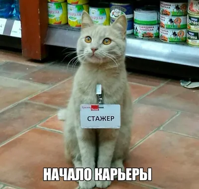 Объявлены лауреаты премии за самые смешные фото домашних животных