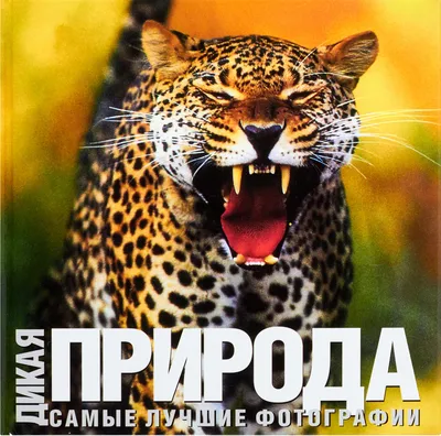 Все самые лучшие новогодние сказки | Михалков Сергей Владимирович - купить  с доставкой по выгодным ценам в интернет-магазине OZON (1259204879)