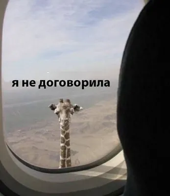 Самые лучшие и полезные комнатные цветы для квартиры и дома: какие выбрать,  что нужно знать