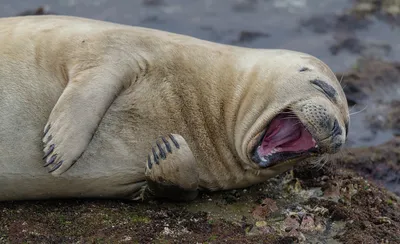 Самые смешные фото животных мира: прикольная подборка с конкурса Comedy  Wildlife Photo Awards