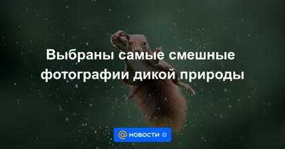 Самые смешные снимки домашних животных