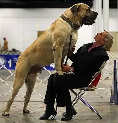 Самые большие в мире собаки.