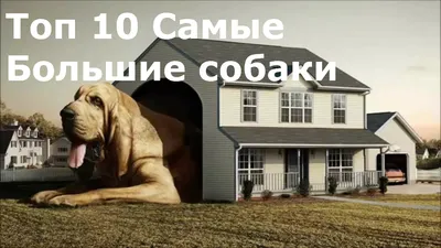 Топ 10 самые большие собаки в мире | Пикабу