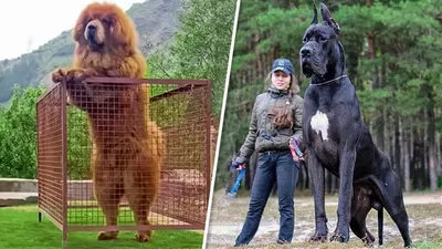 10 самых толстых в мире собак, которым живется непросто | WDAY