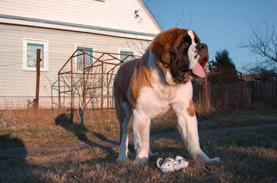 Самые толстые собаки в мире - 4 | Кирилл Егоров | Дзен