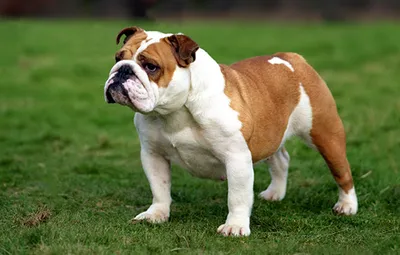 Те самые толстые собаки | Пикабу
