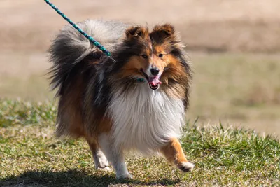 Самые умные породы 🐕 собак: породы с высоким интеллектом