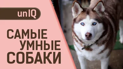 Самая большая собака в мире. Крупные породы собак: фото и названия