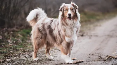 Самые умные породы 🐕 собак: породы с высоким интеллектом