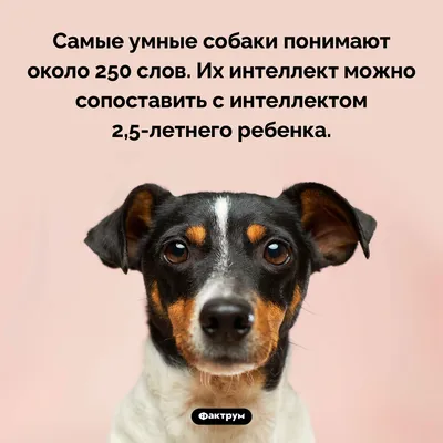 5 лучших пород собак для небольших квартир