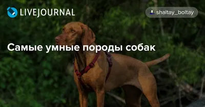 ТОП-10 самых умных пород собак - Зоомагазин MasterZoo
