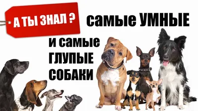 Лучшие породы собак для квартиры: рейтинг топ-10 по версии КП