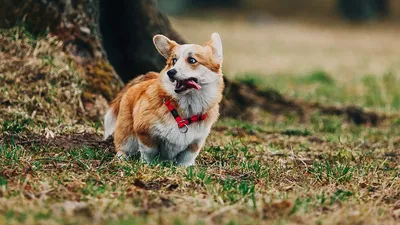Большие породы собак – топ-15 крупных пород с фото – ProPlan.ru