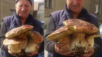Самые большие грибы в России и мире. Топ | Голавль на спиннинг. | Дзен