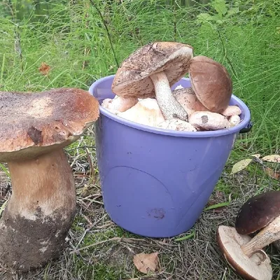 gribmiass - 🤔🤔🤔 Грибные факты Часть №3 Факт № 5: гриб Весёлка –  рекордсмен роста. В российских лесах можно встретить гриб с названием  «Весёлка», вошедший в книгу рекордов Гиннеса как рекордсмен по