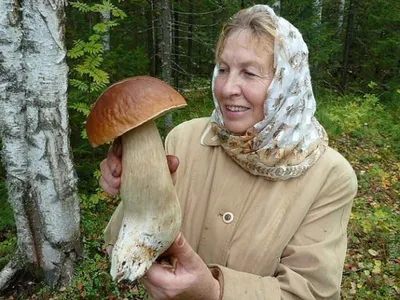 Все, что выросло в черте города, есть нельзя»: эксперт посоветовал  выбросить найденный в Петербурге гриб-гигант - KP.RU