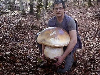 Лесное чудо» на самый большой съедобный гриб - «Местный спрос»