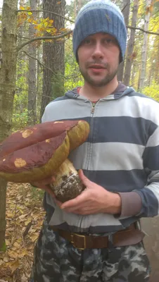 На Закарпатье нашли гигантский белый гриб . Погляд | Взгляд |  Інтернет-видання
